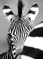 Baby zebra peeking over moms rump © Debbi
