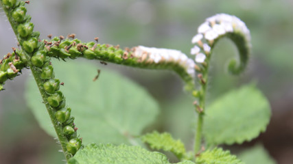 leaf plants