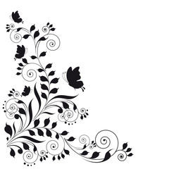 black butterfly, isolated on a white