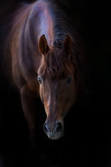 Red horse portrait on black background