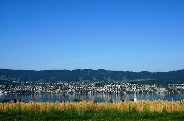 Wald in Zollikon in der Schweiz