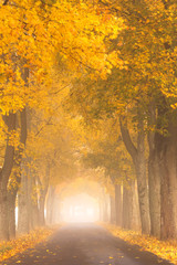 Autumn Road. /Kashubia, Poland  - obrazy, fototapety, plakaty