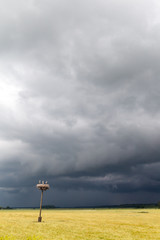 Young storks in nest before thunderstorm.