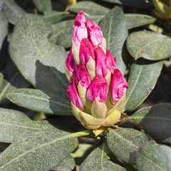 Rhododendronknospe, Nordrhein-Westfalen, Deutschland, Europa