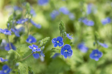 Gamander-Ehrenpreis (Veronica chamaedrys), Nordrhein-Westfalen, Deutschland, Europa