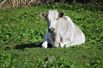 wei&szlig;e Kuh auf der Insel Flores/ Azoren