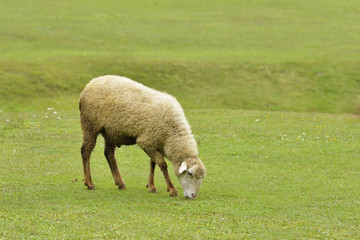 Obraz premium Himalayan Sheep Grazing 