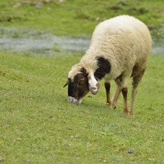 High resolution image of sheep grazing in himalayan hills near dalhousie himachal pradesh India