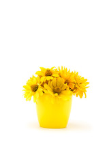 Close-up view of beautiful yellow chrysanthemum flowers in vase isolated on white