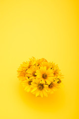 Top view of beautiful chrysanthemum flowers isolated on yellow
