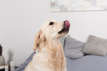 golden retriever dog licking up nose while sitting on bed at home