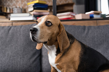 cute beagle dog sitting on grey sofa at home