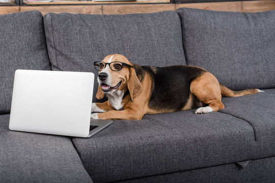 funny beagle dog in eyeglasses looking at laptop while lying on sofa