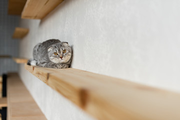 fluffy scottish fold cat looking at camera and lying on wooden shelf
