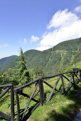 Himalayan Mountain Range with Cedar and Pine Forest