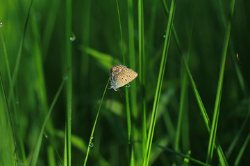 Butterfly in the first rays of the sun.