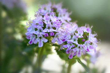 Blühender Thymian (Thymus vulgaris)