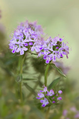 Blühender Thymian (Thymus vulgaris)