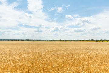 Ripe wheat ears on a farm  field