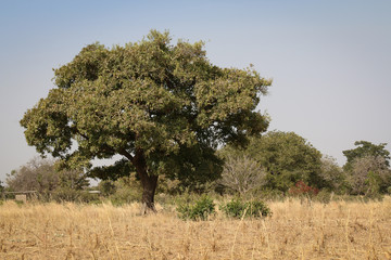 Paysage Africain
