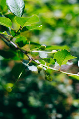 Green cherry berries, cherry tree