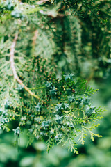 Green thuja in the park