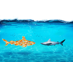 Big shark made of goldfishes. Concept of unity is strenght,teamwork and partnership