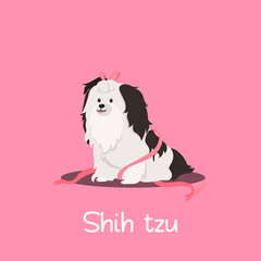 A cute Shih tzu dog on pink background.vector