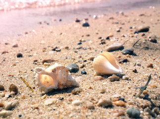 Fototapeta na wymiar Seashell on the beach