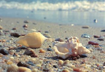 Seashell on the beach