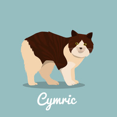 Cymric cat on sky blue background.vector