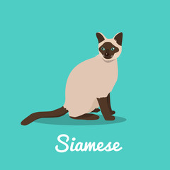 Siamese cat illustration on sky blue background.vector