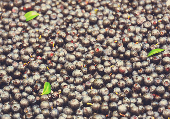 Juicy Ripe mature berries of bilberry with leaves.
