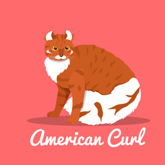 American curl cat illustration on pink background.vector