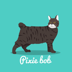 Pixie bob cute cat illustration design.vector