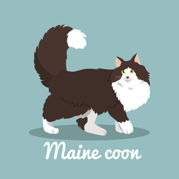 Maine coon cute cat illustration on sky blue background.vector