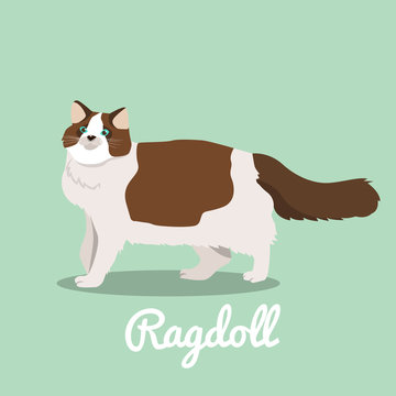 Ragdoll cat looking something illustration.vector