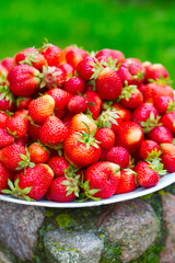 strawberries on a plate in garden