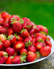 strawberries on a plate in garden