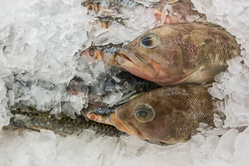 Variety of Raw Fresh Fish Chilling on Bed of Cold Ice in Seafood Market.