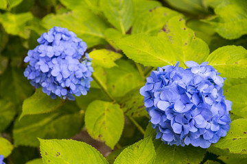 The hydrangea garden near the Great Buddha of Ushiku, Ibaraki prefecture, Japan