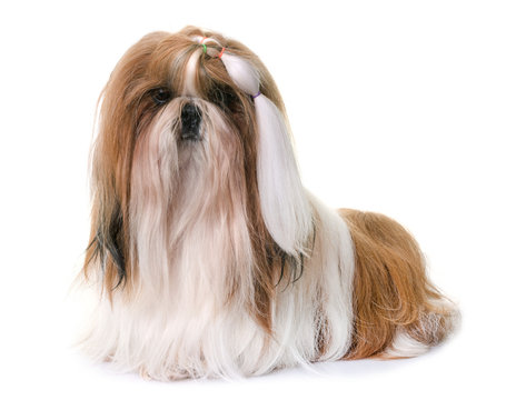 Shihtzu In Studio