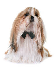 shihtzu in studio