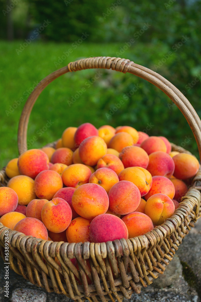 Poster ripe apricots