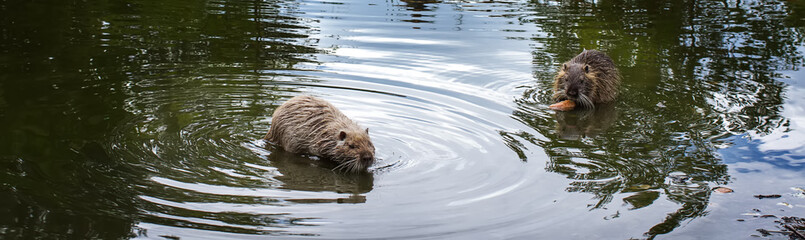 River animal. Muskrat eats in the water.