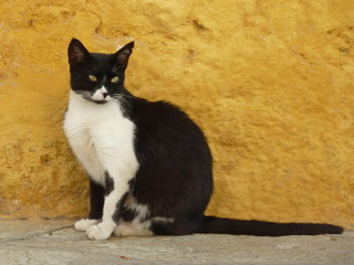 Fototapeta na wymiar Cretan cat 1