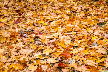 Wet Fallen Autumn Leaves. Useful as Background.