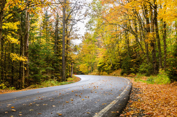 Obraz premium Curving Forest Road in Autumn. The Road is Dotted with Fallen Autumn Leaves.