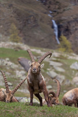 stambecco