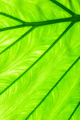 Closeup of green leaf, Nature background